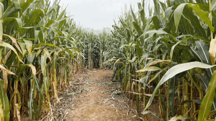 VFV Corn Maze Tour-Animated Image (Small)