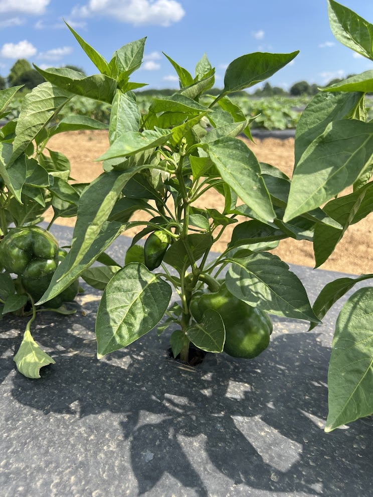 VFV Summer Pick