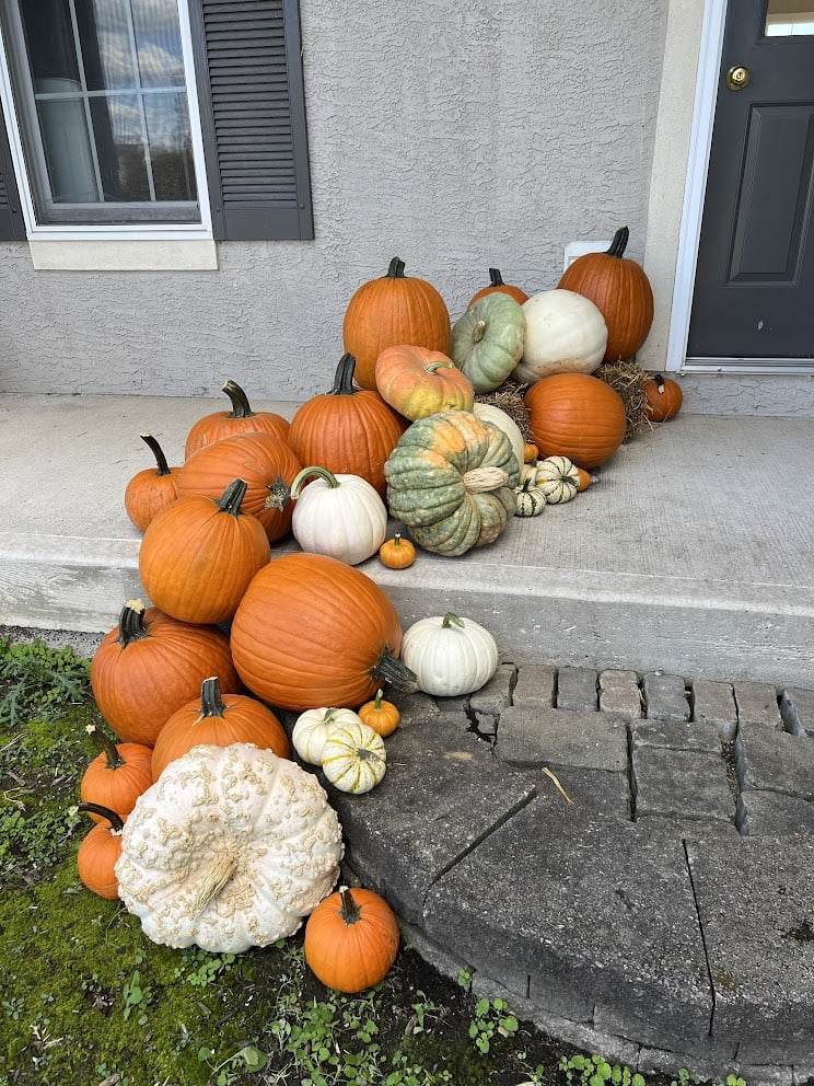Package #2 - Pumpkin Lover - Image 5